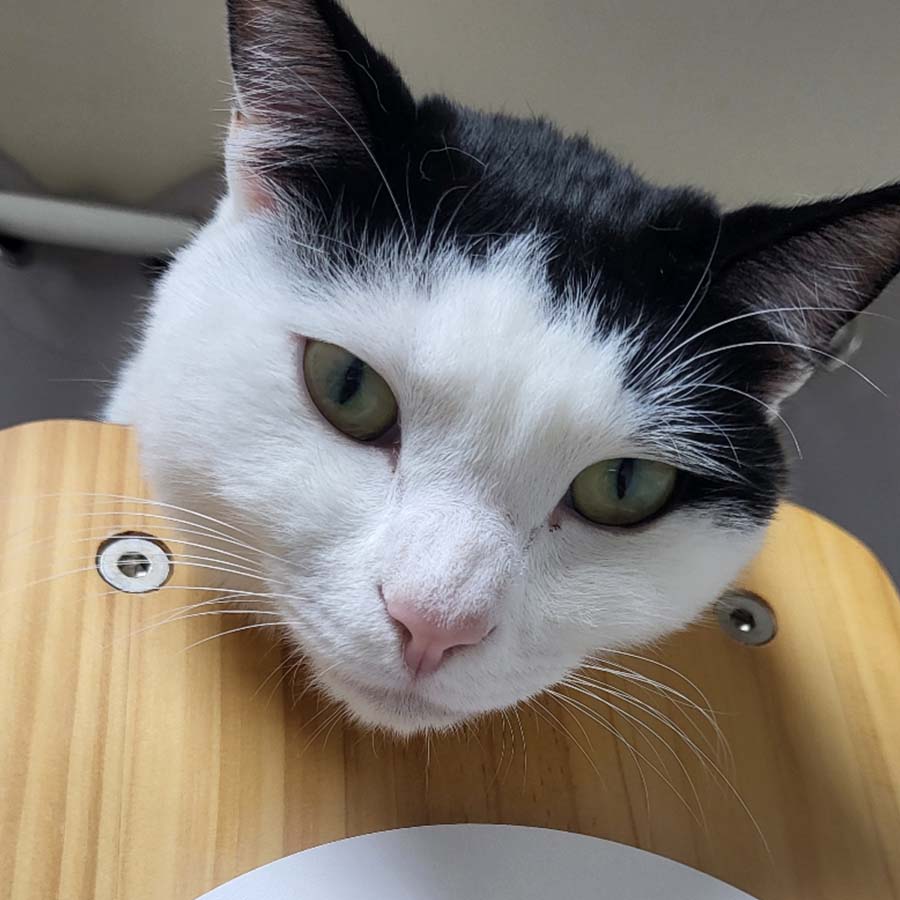 안온 사진 5