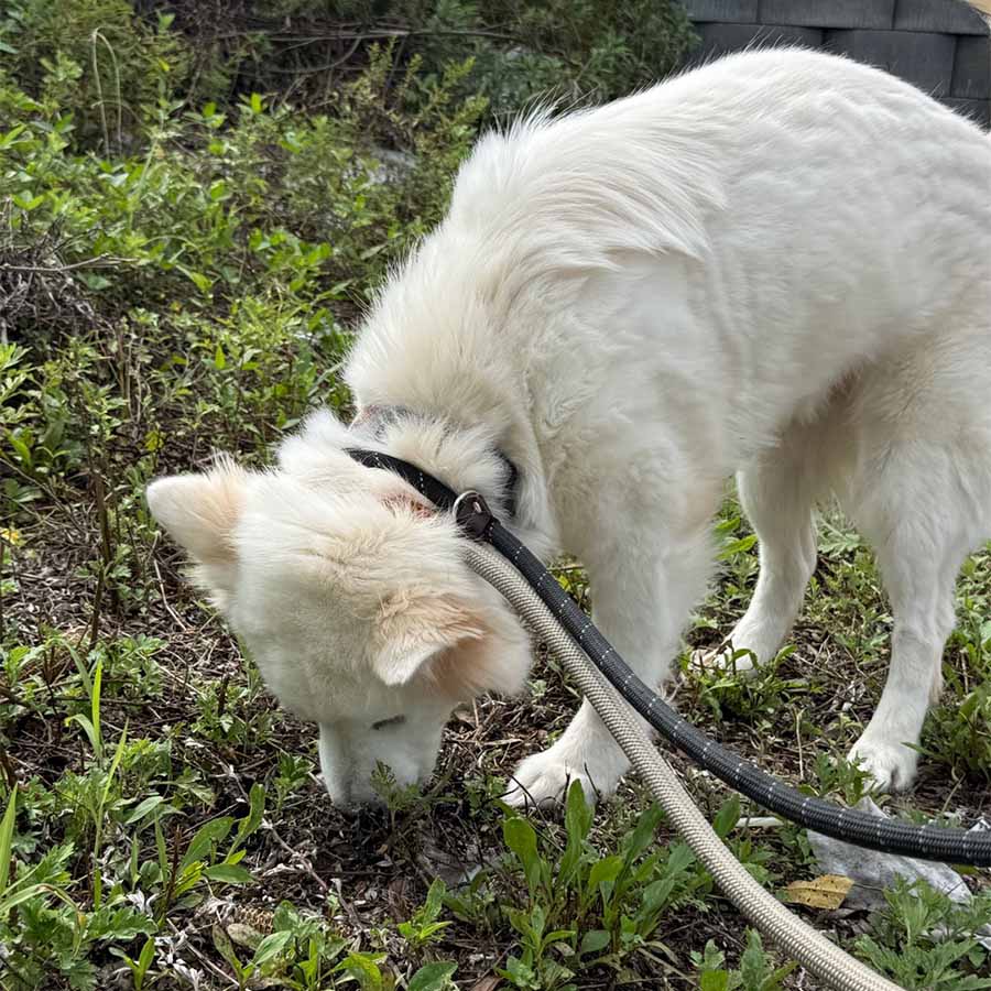 듀이 사진 10