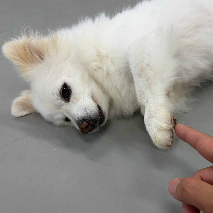 에디 사진 5