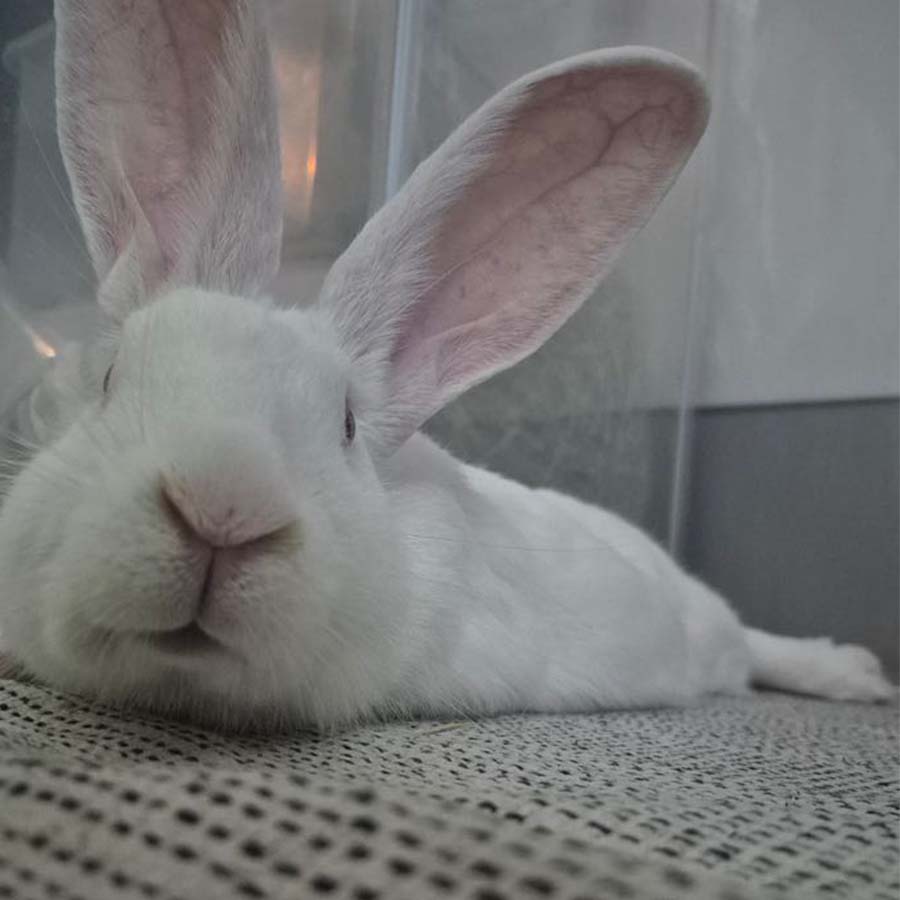 프랑 사진 4