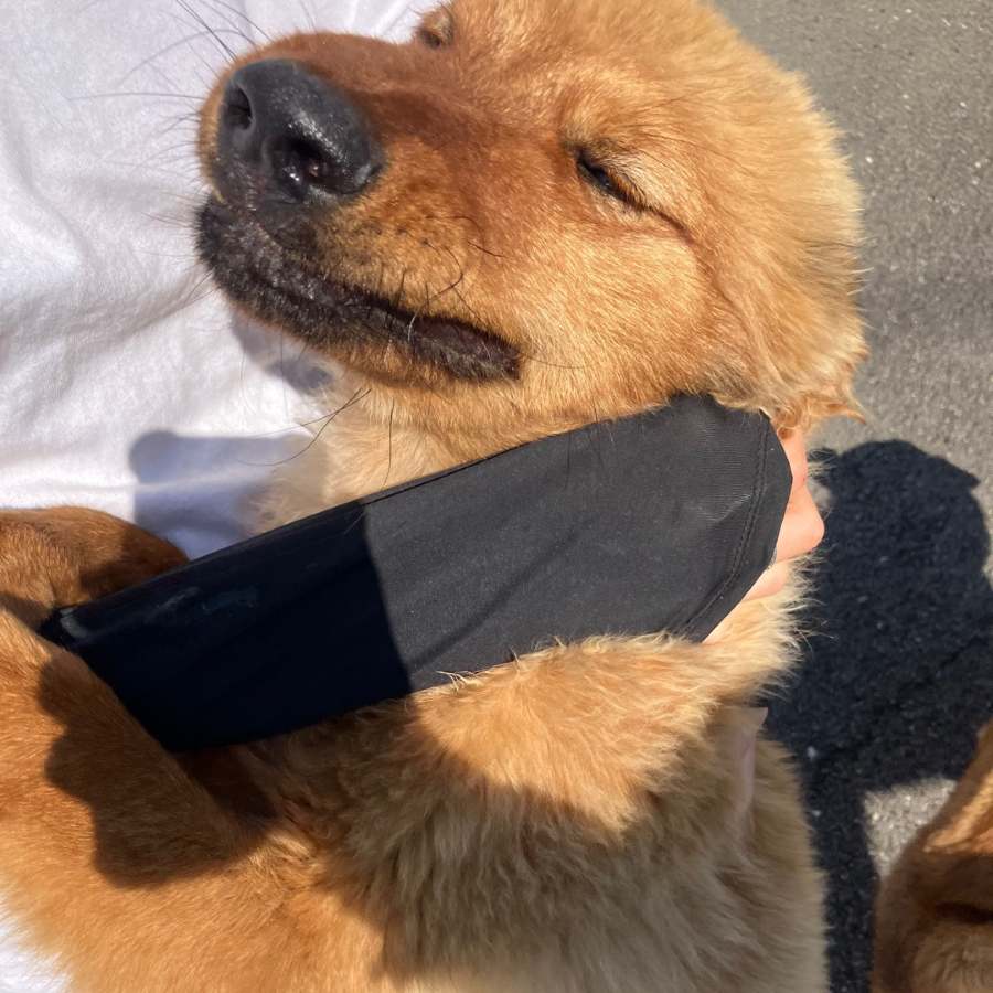 하르 사진 4