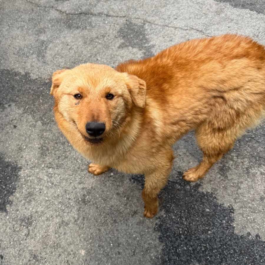 하르 사진 6