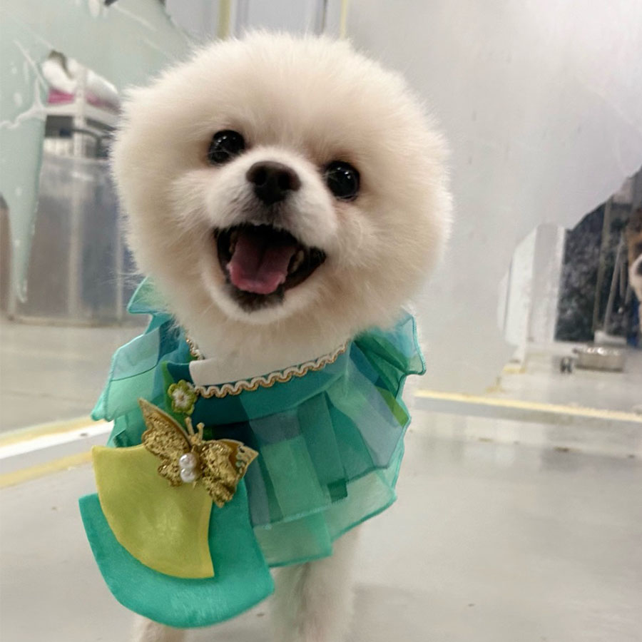 짱이의 일상 모습