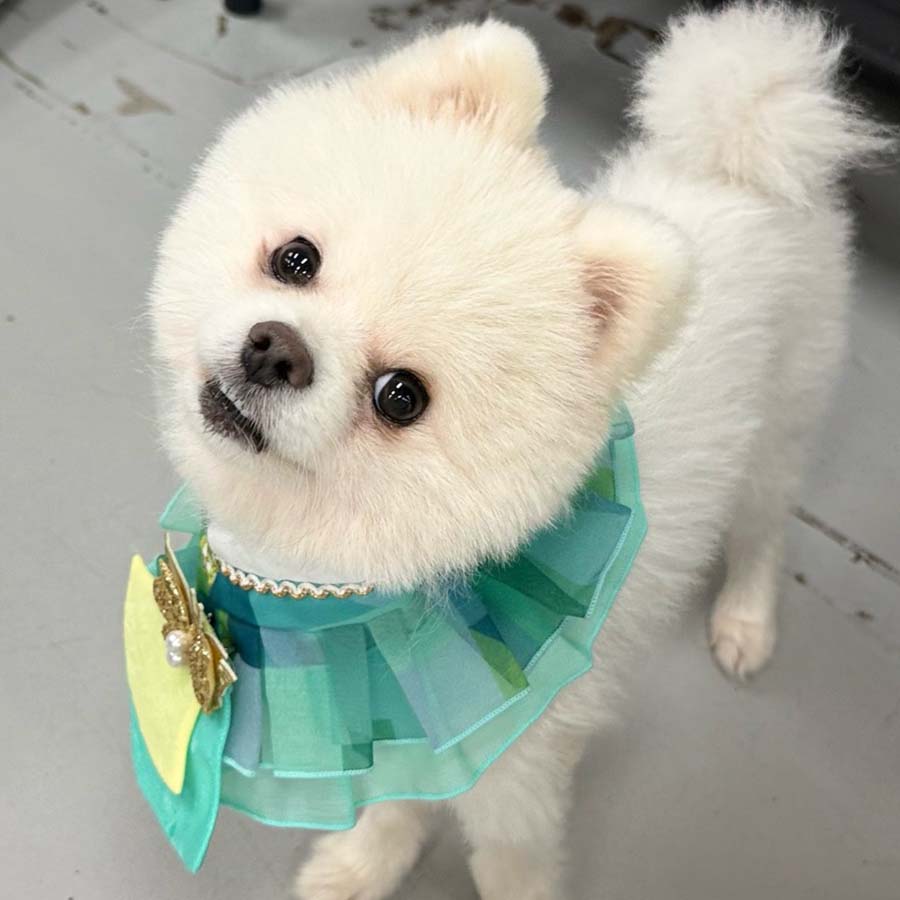 짱이의 일상 모습
