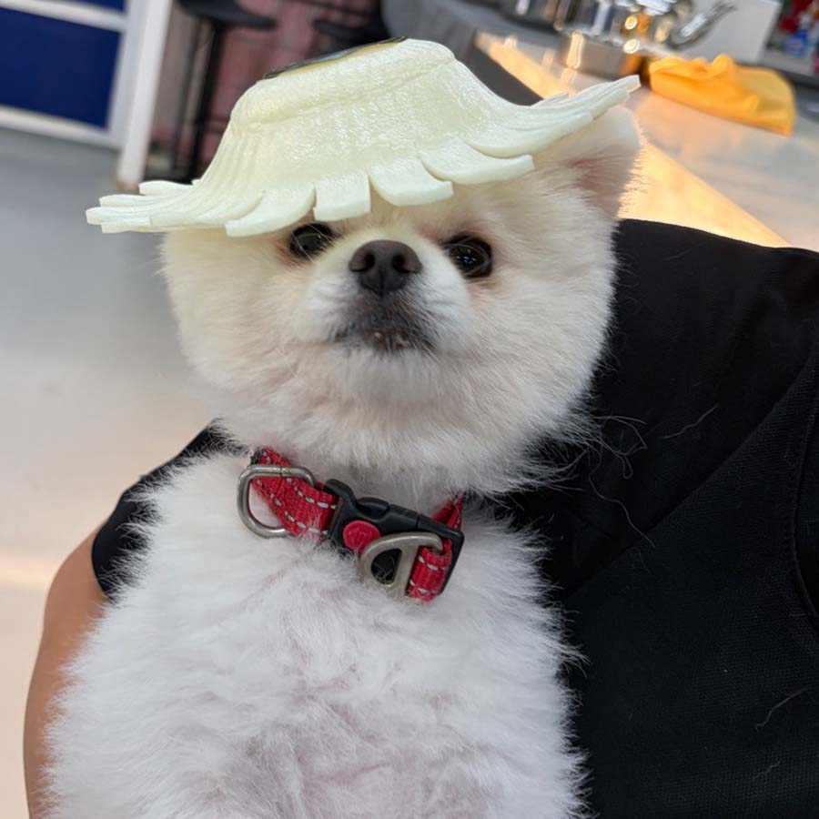 짱이의 일상 모습