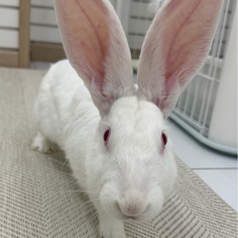 몰랑 사진 4