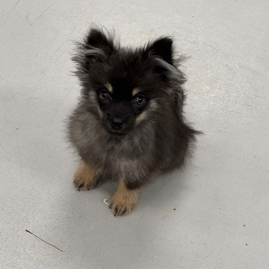 오소리 사진 9