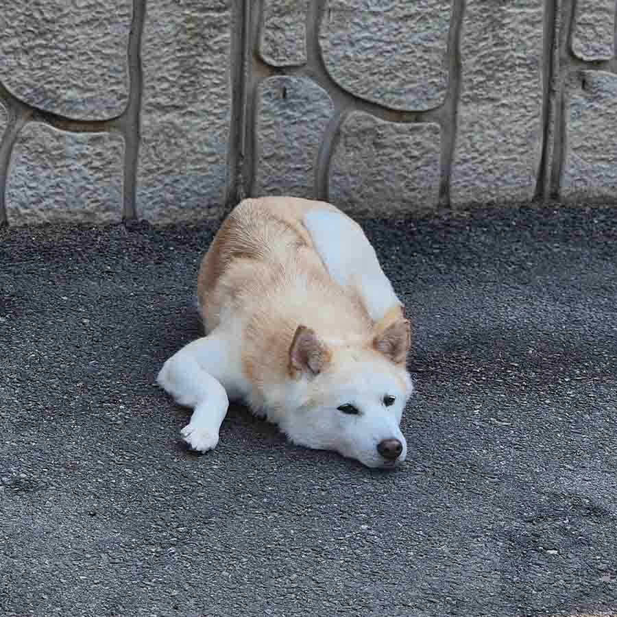 로잘린 사진 5