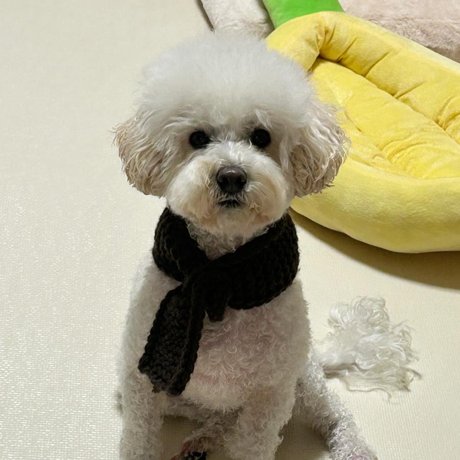 비타의 일상 모습