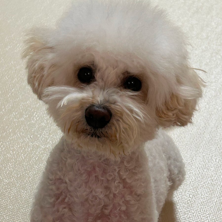 비타의 일상 모습