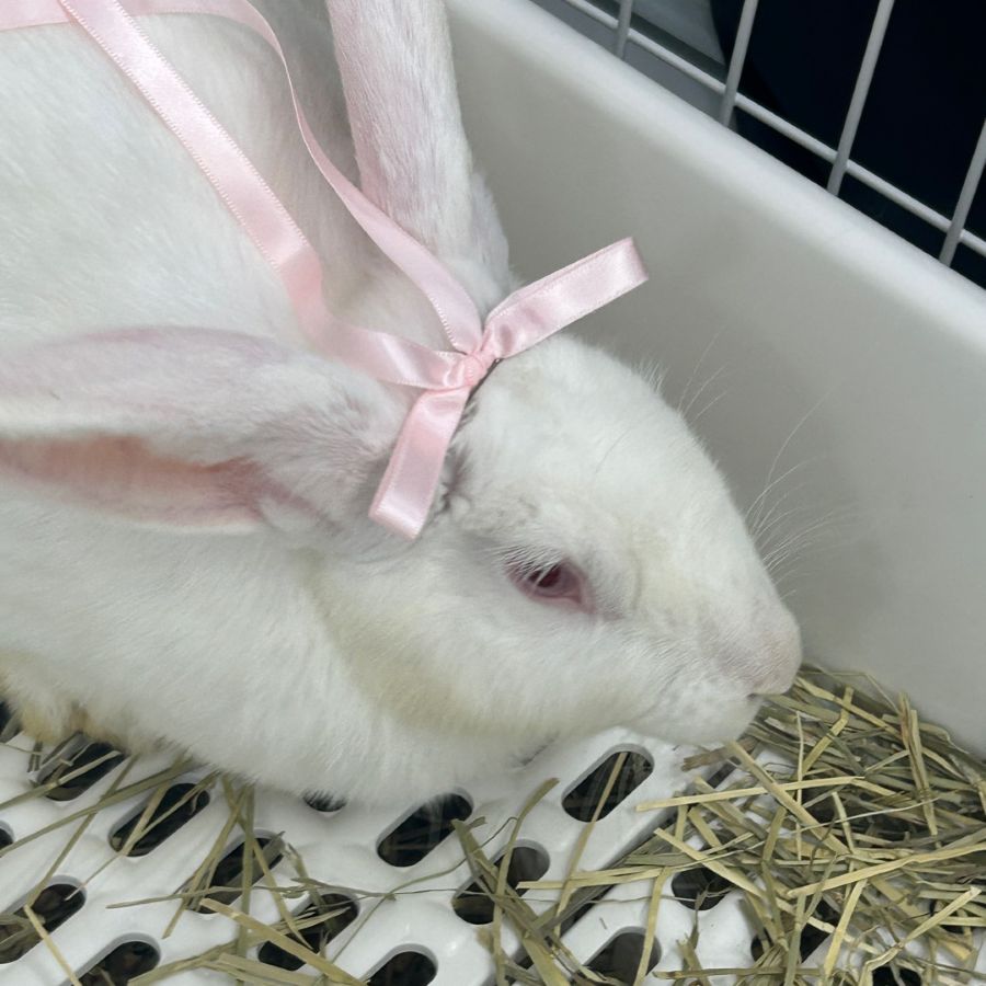두부 사진 3