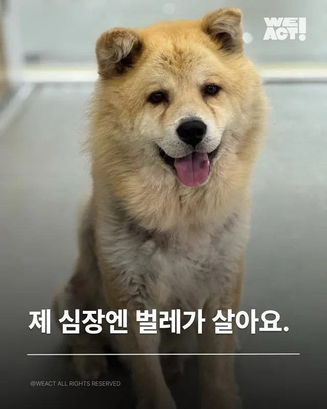 경북산불구조 - 위액트요요, 위액트틸리, 위액트티로, 위액트퐁듀