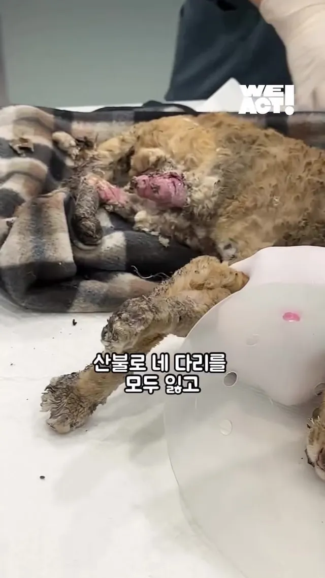 다시 달릴 거예요. 치타처럼.