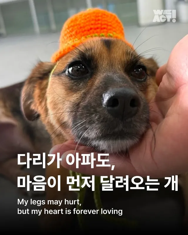 경북산불구조 - 위액트 퐁듀