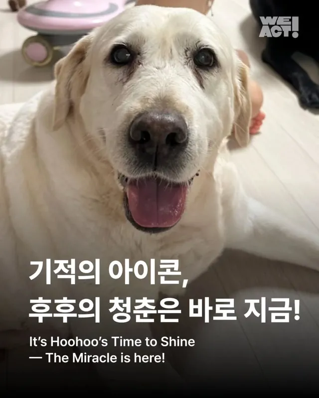부산개백화점 - 위액트 후후