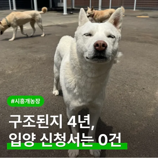 구조된지 4년, 입양 신청서는 0건