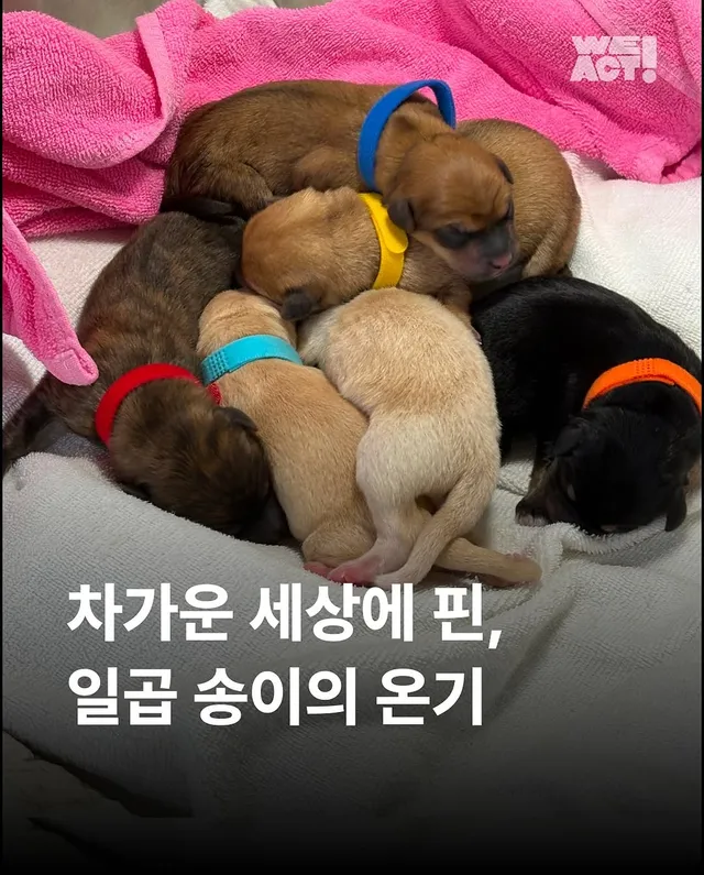 차가운 세상에 핀, 일곱 송이의 온기(화성시보호소-위액트백설)