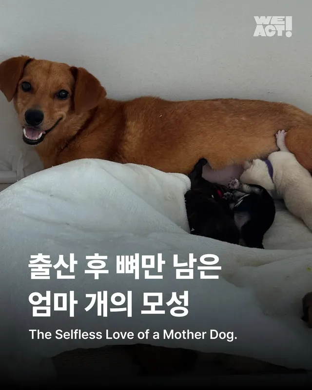 출산 후 뼈만 남은 엄마 개의 모성(화성시보호소-위액트백설)