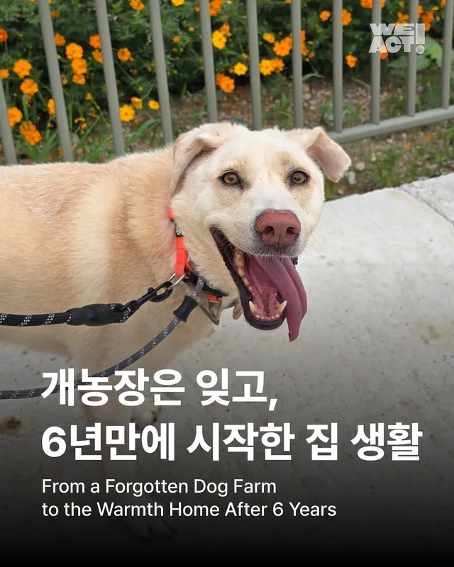 시흥개농장-위액트 윌리스