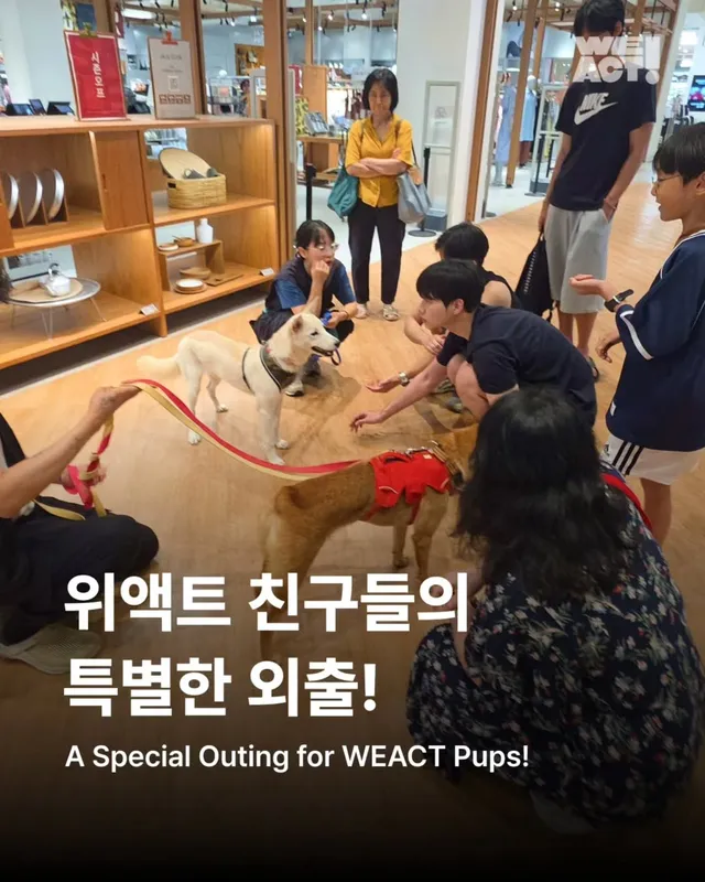 위액트제트, 위액트카미, 위액트밀키