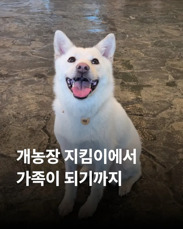 동해유기견개농장 - 위액트 미호