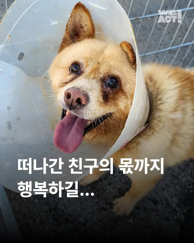 정읍구더기견...- 위액트 푸치