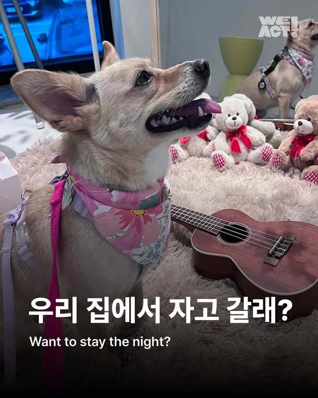 위액트 미카, 위액트 팥빵