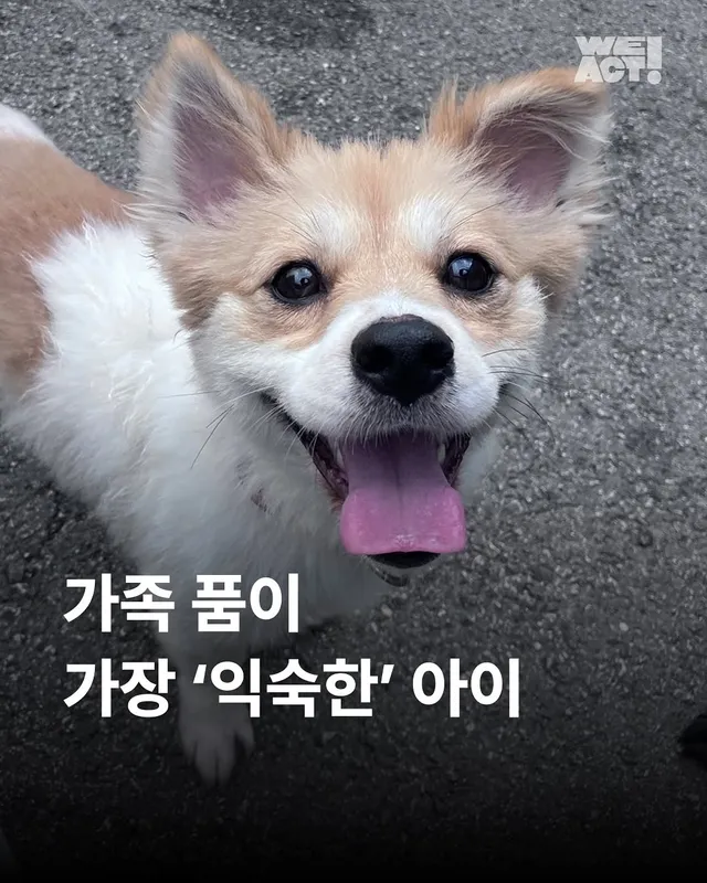 위액트 뽀또