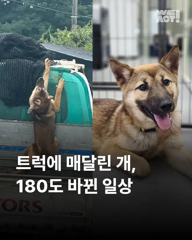 트럭에 매달린 개 - 위액트 팬지, 다비, 지프, 샌드