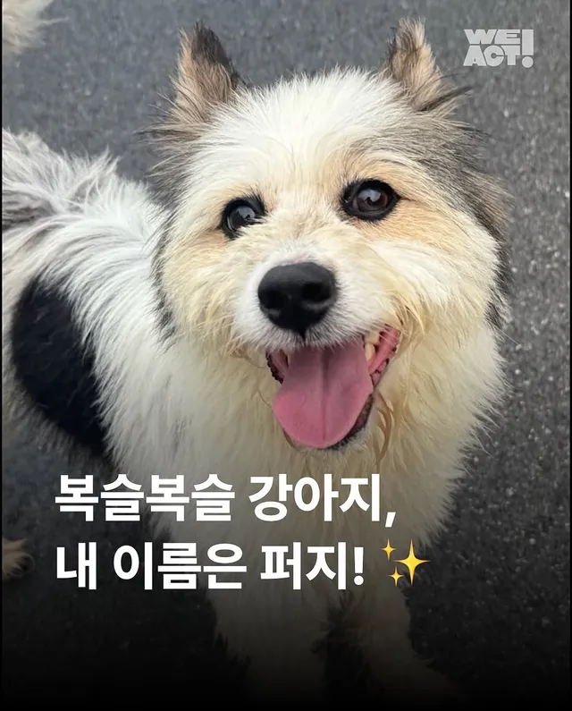 위액트 퍼지