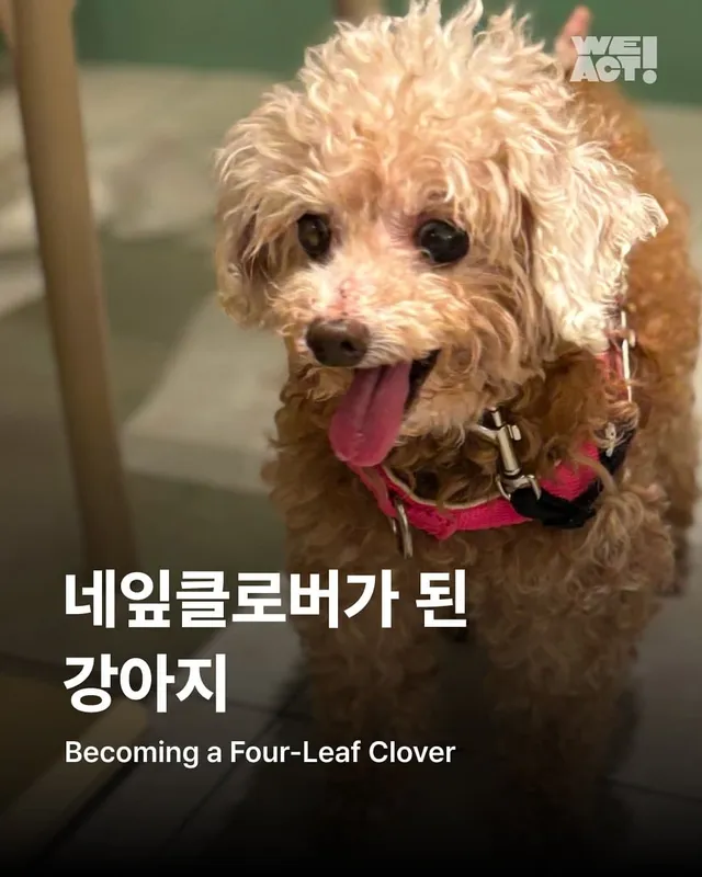 네잎클로버가 된 강아지