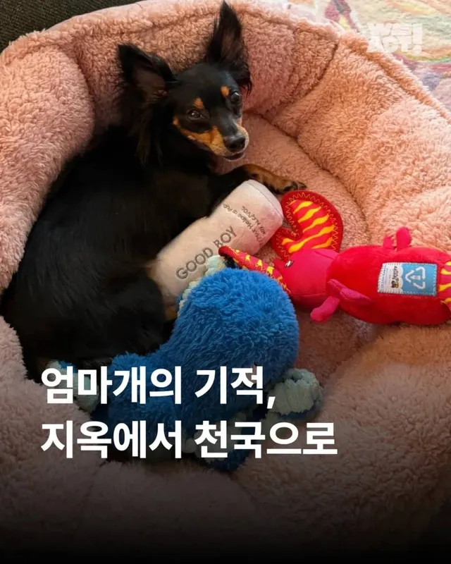 지옥에서 천국으로, 엄마개의 기적