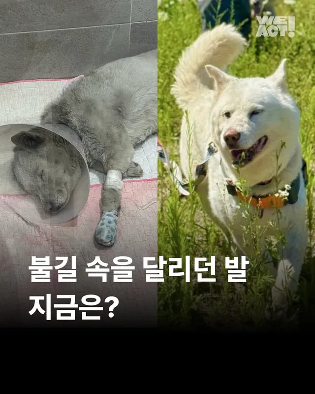 살기위해 불길 속을 달리던 개