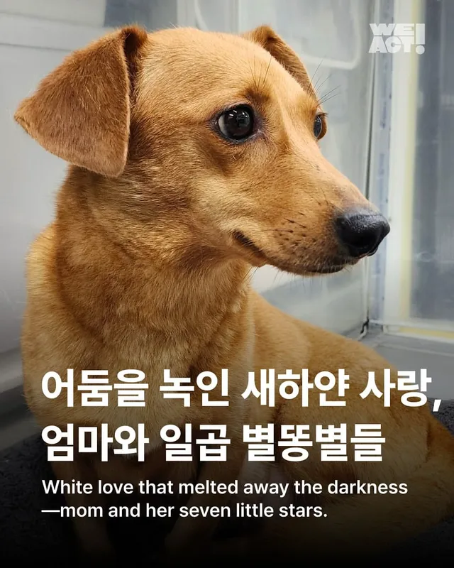 어둠을 녹인 새하얀 사랑, 엄마와 일곱 별똥별들