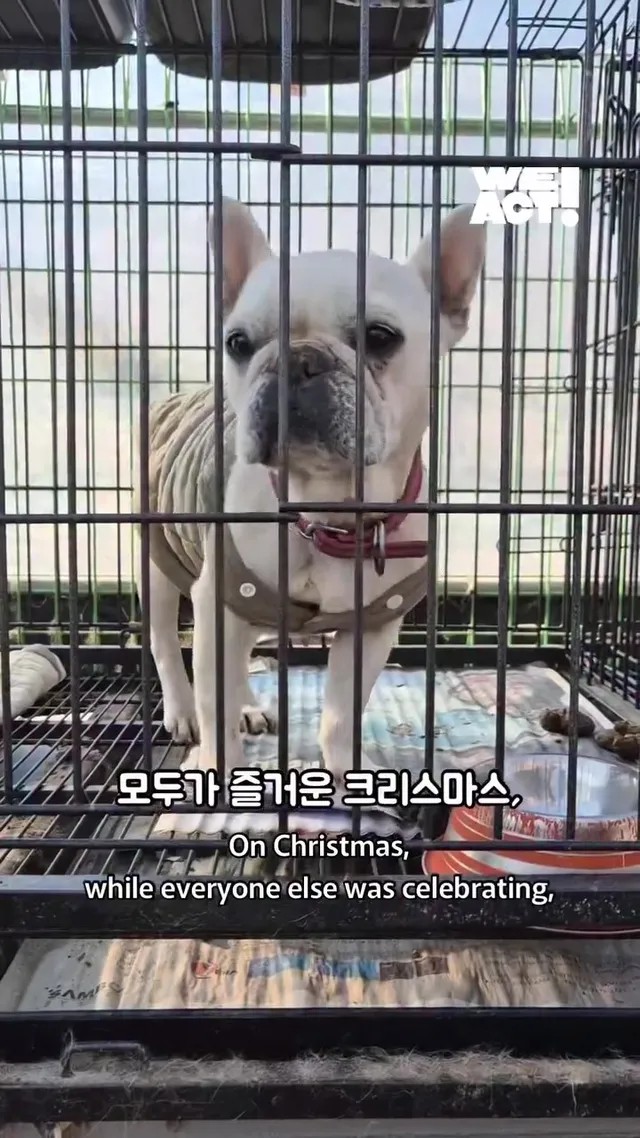 크리스마스에 버려진 엄마개에게 찾아온 선물