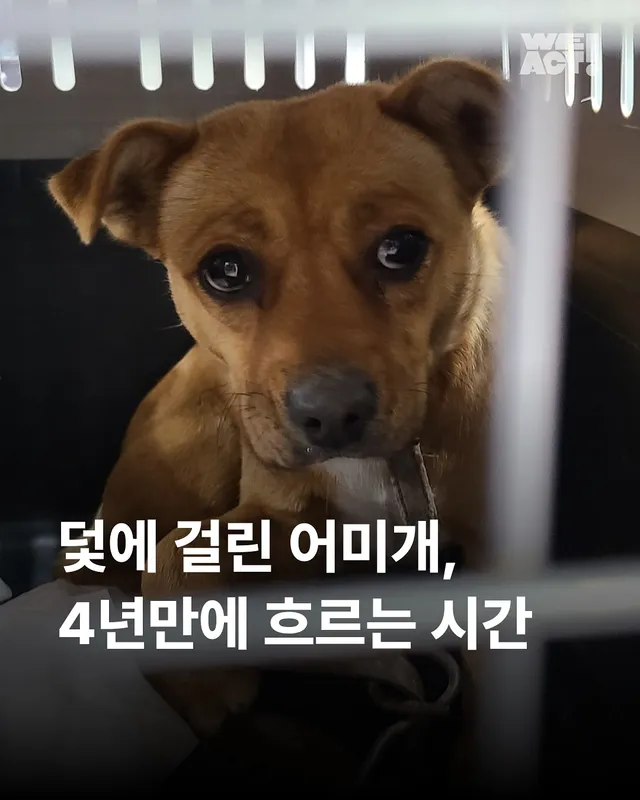 덫에 걸린 어미견, 슬픔을 잊는데 걸린 시간
