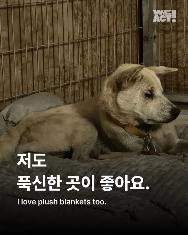 "저도 푹신한 곳이 좋아요."