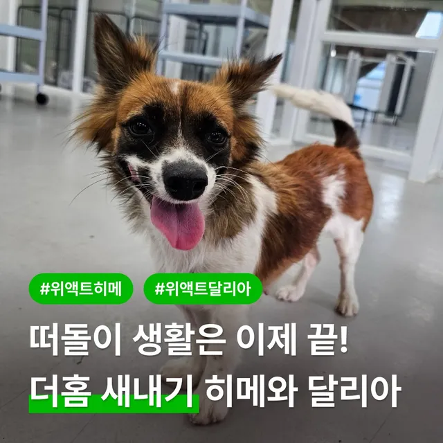 떠돌이 생활은 이제 끝! 더홈 새내기 히메와 달리아