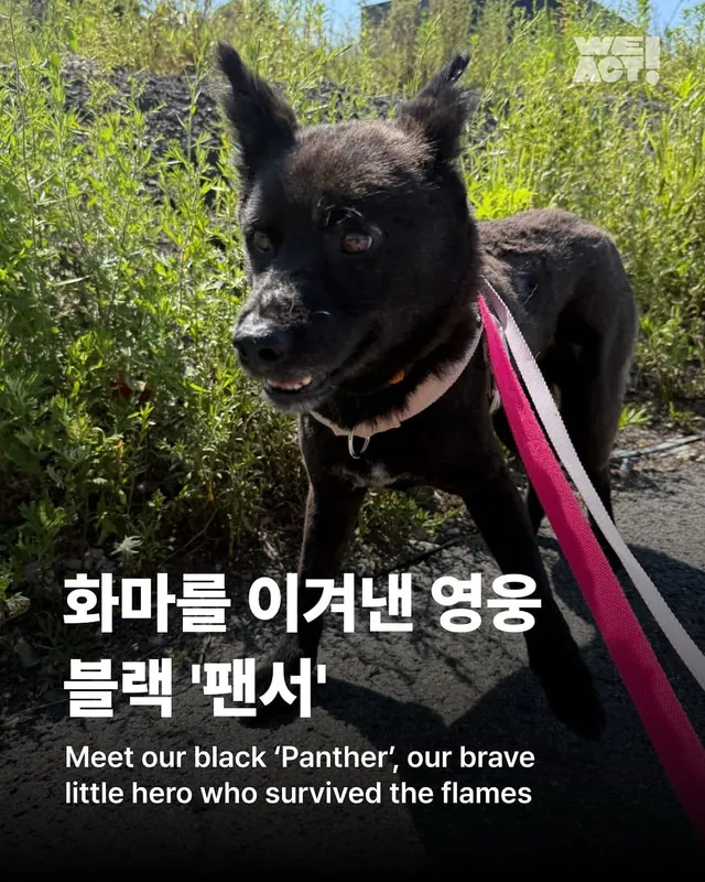 화마를 이겨낸 영웅, 블랙 ’팬서‘