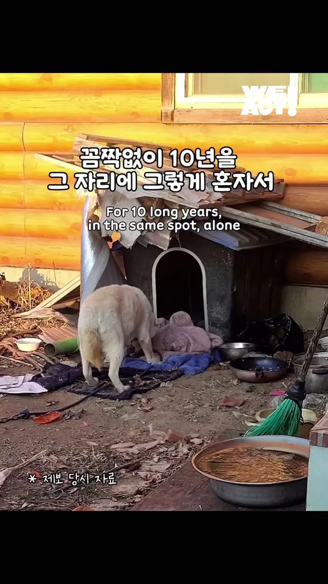 10년을 ‘엄마’라는 이름으로 버텨온 어미 개
