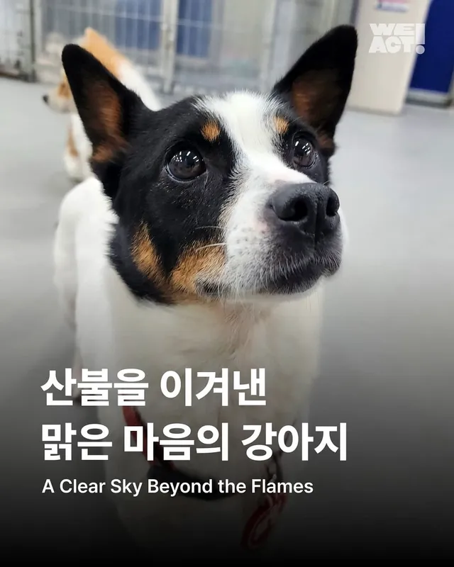 불 건너온 맑은 하늘, 마음은 타지 않았습니다.