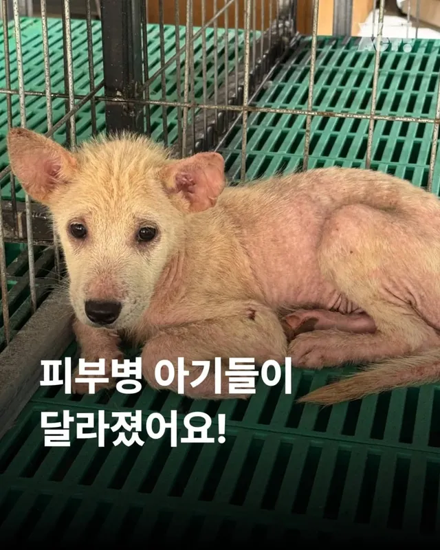 피부병 아기들이 달라졌어요 !