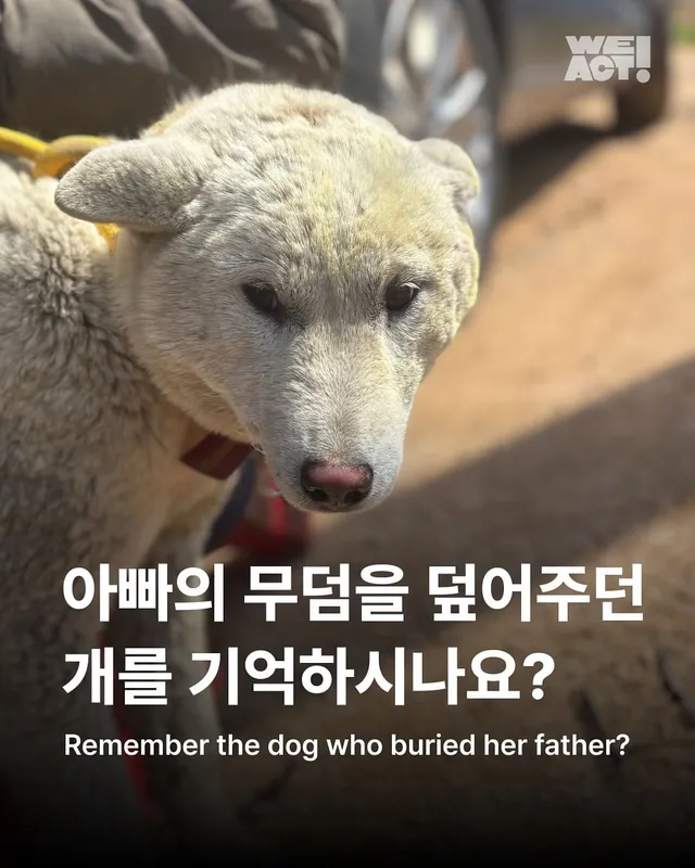 아빠의 무덤을 덮어주던 개를 기억하시나요?