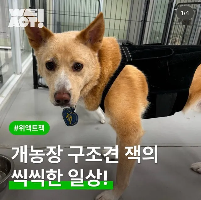 개농장 구조견 잭의 씩씩한 일상