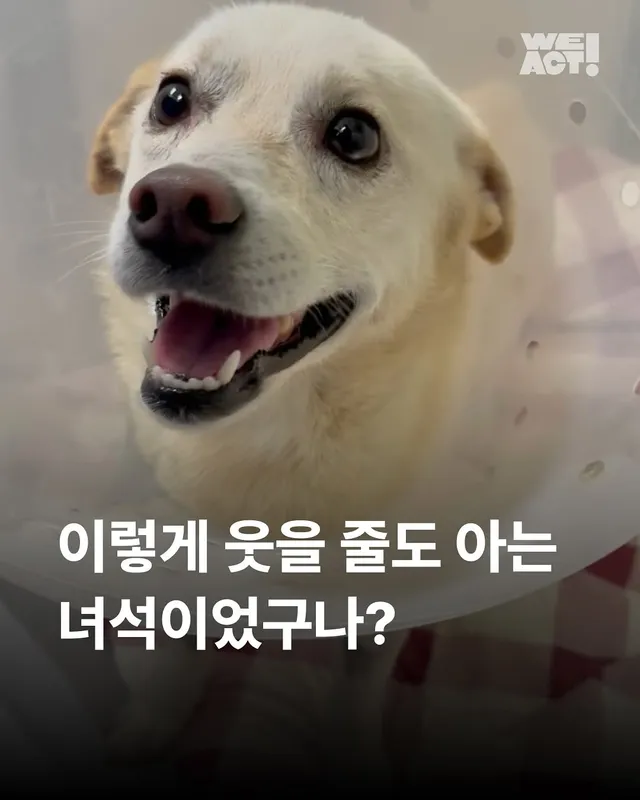 위액트 다름
