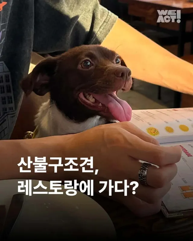 산불구조견, 레스토랑에 가다?