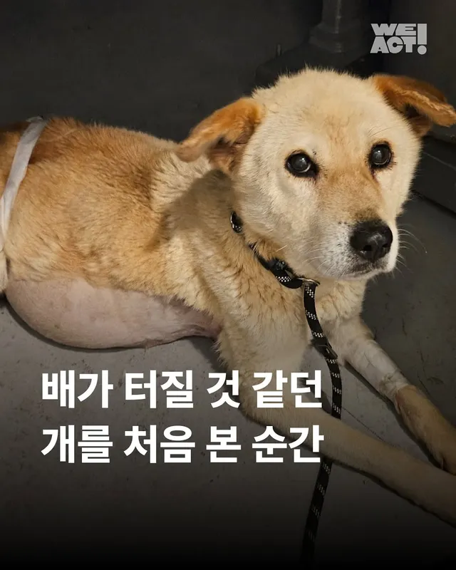 배가 터질 것 같은 개를 처음 본 순간 - 위액트 영지