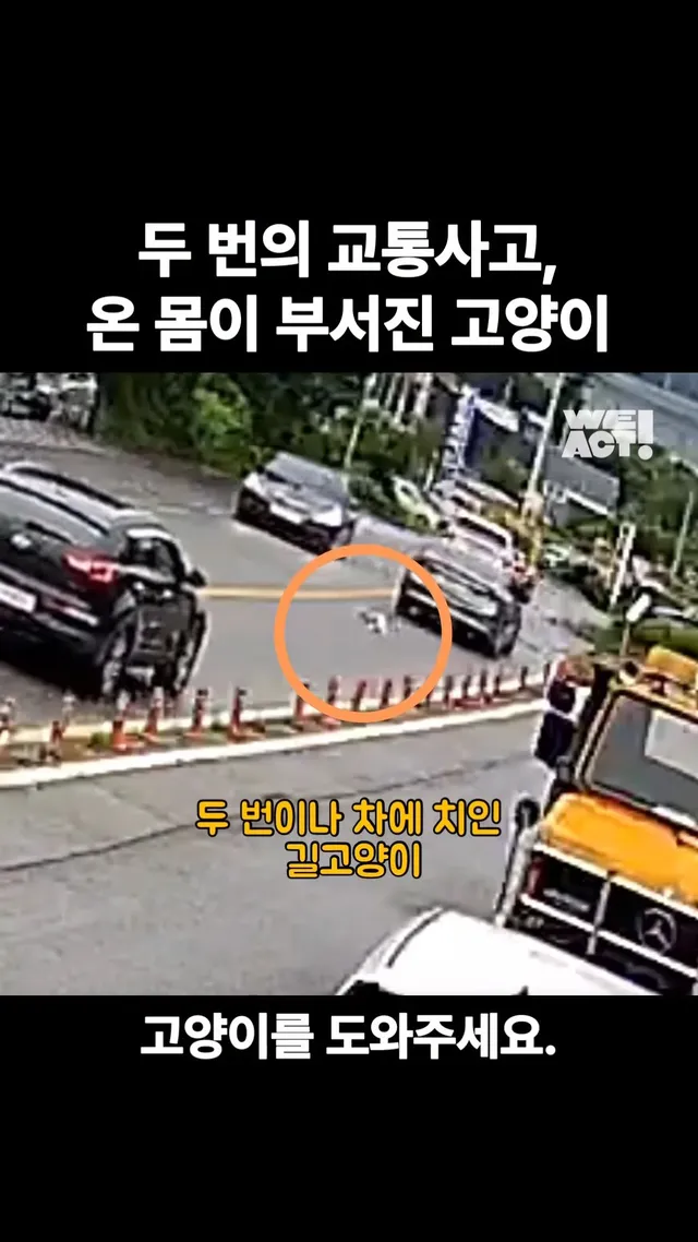 두 번의 교통사고, 온 몸이 부서진 고양이 #위액트안온