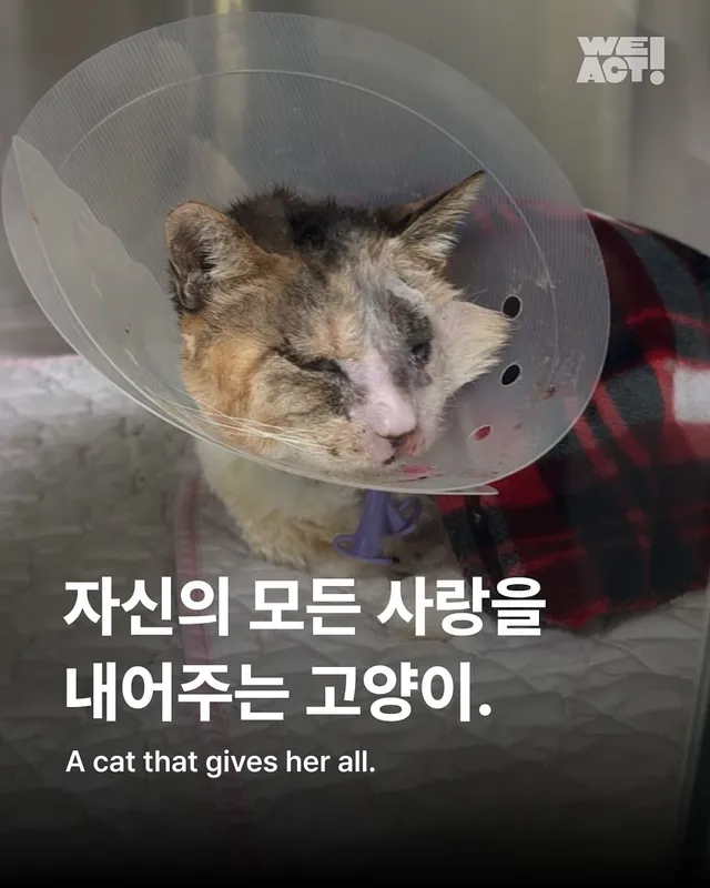 자신의 모든 사랑을 내어주는 고양이