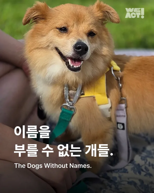이름을 부를 수 없는 개들